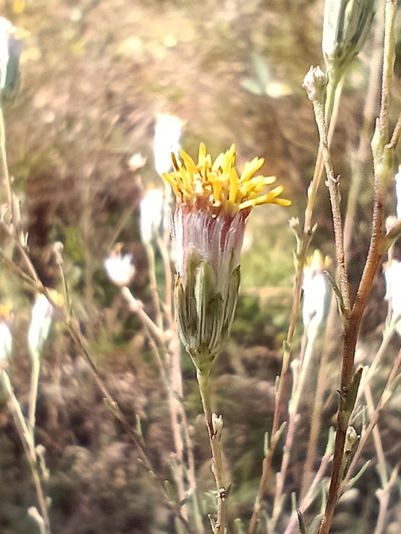 Brickellia corymbosa photo 2