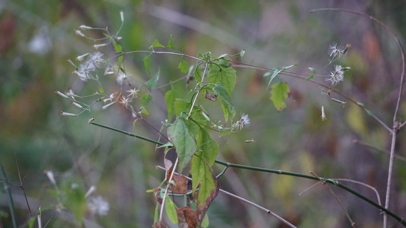 Brickellia coulteri var. adenopoda