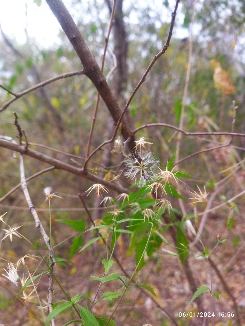Brickellia coulteri var. adenopoda photo 2