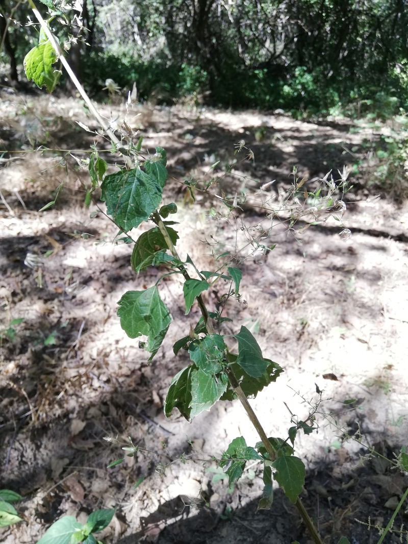 Brickellia coulteri var. adenopoda photo 4