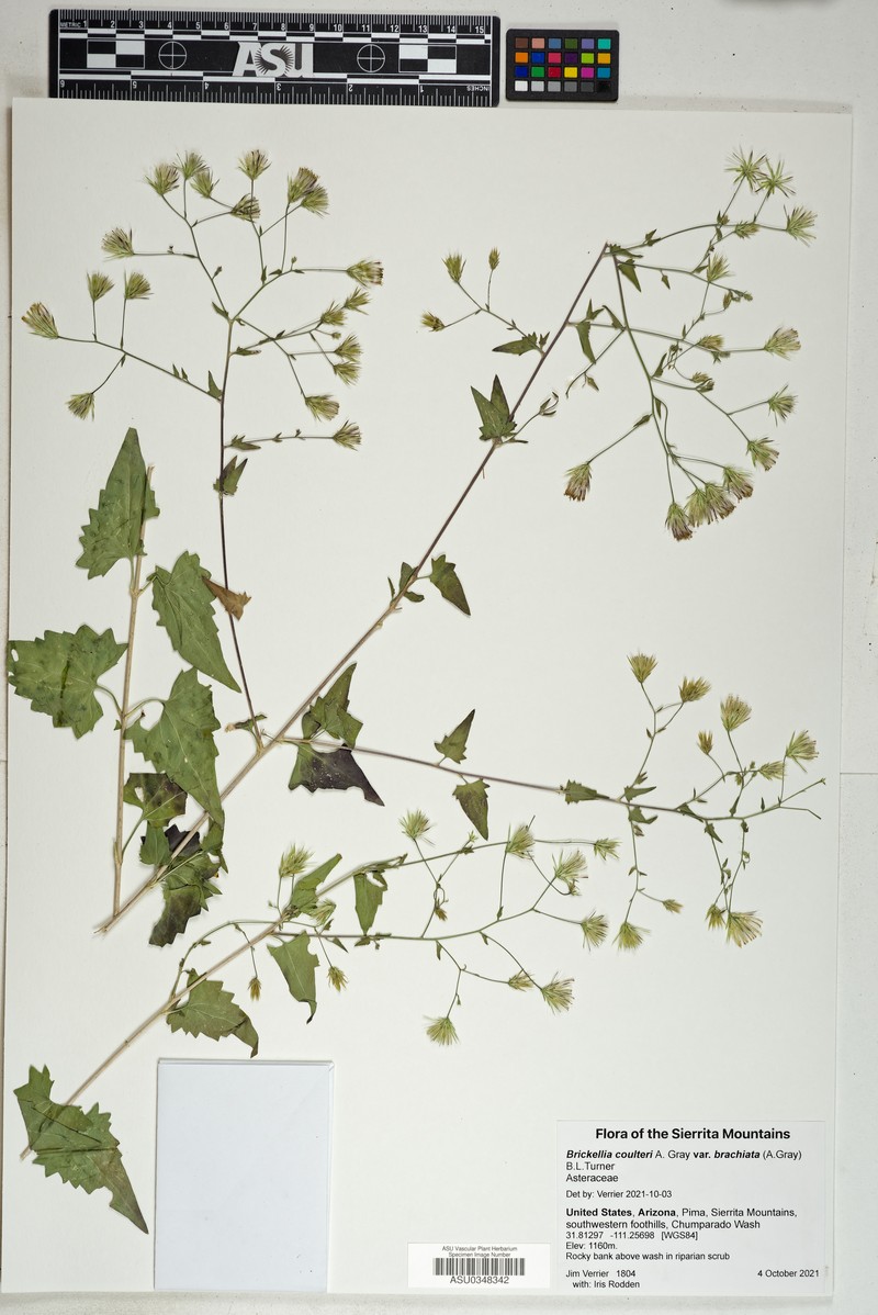 Brickellia coulteri var. brachiata photo 2