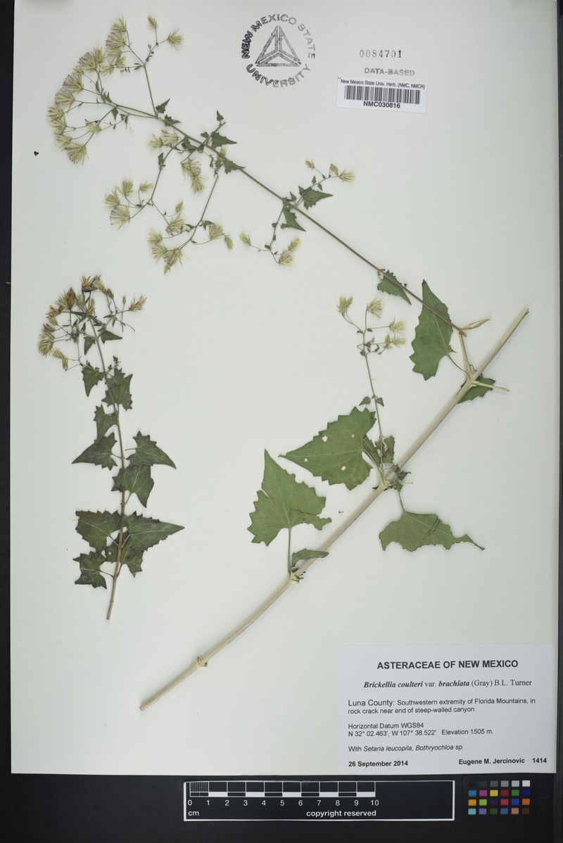 Brickellia coulteri var. brachiata photo 3
