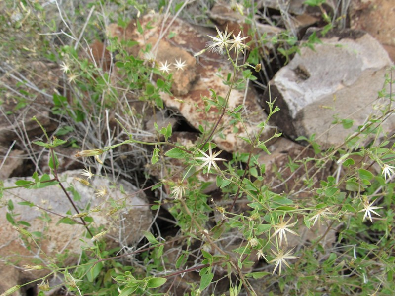 Brickellia coulteri var. brachiata