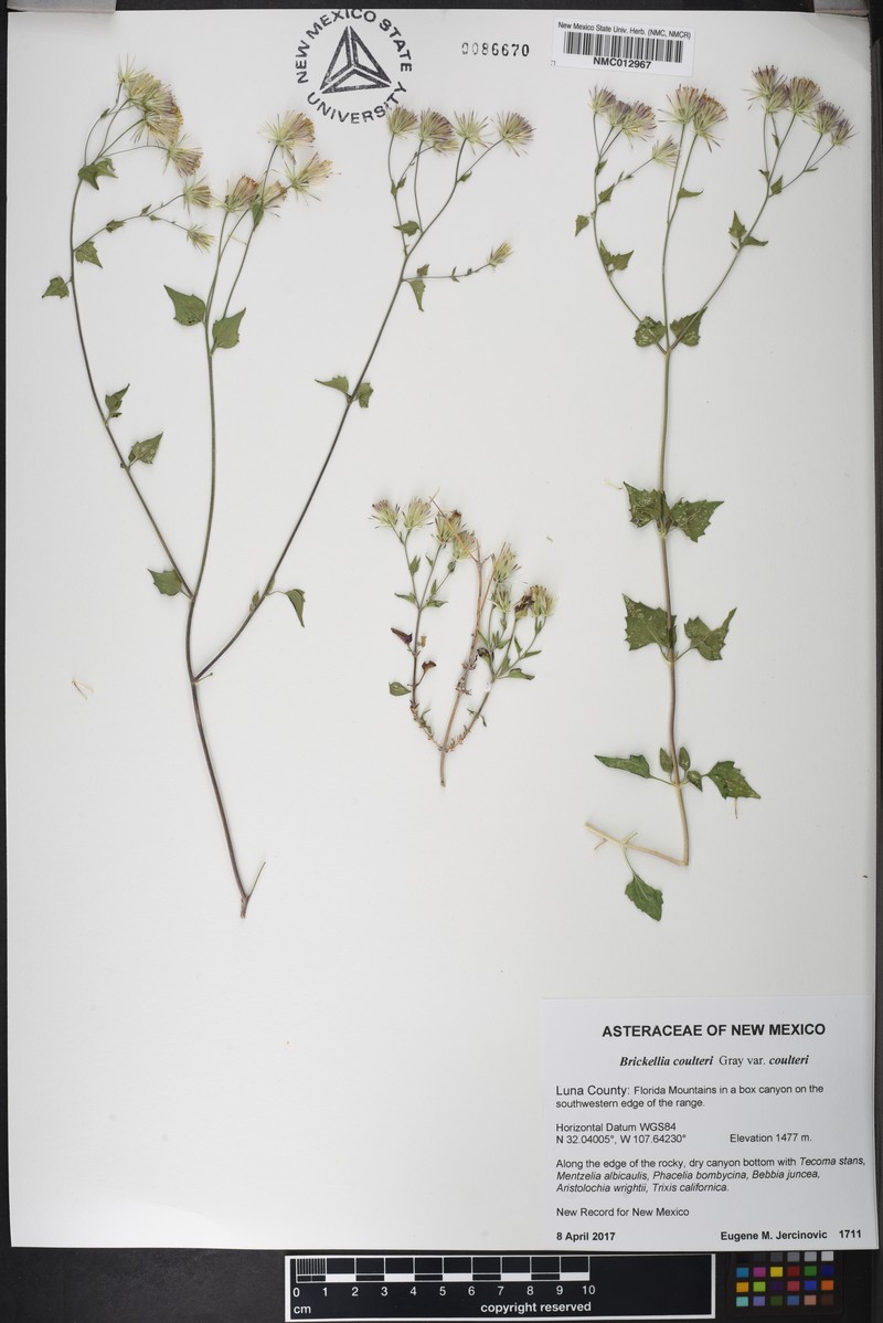Brickellia coulteri var. coulteri photo 3