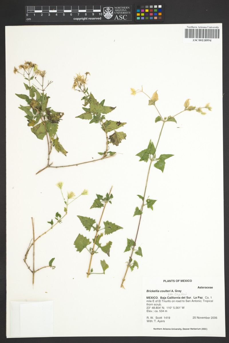 Brickellia coulteri var. coulteri