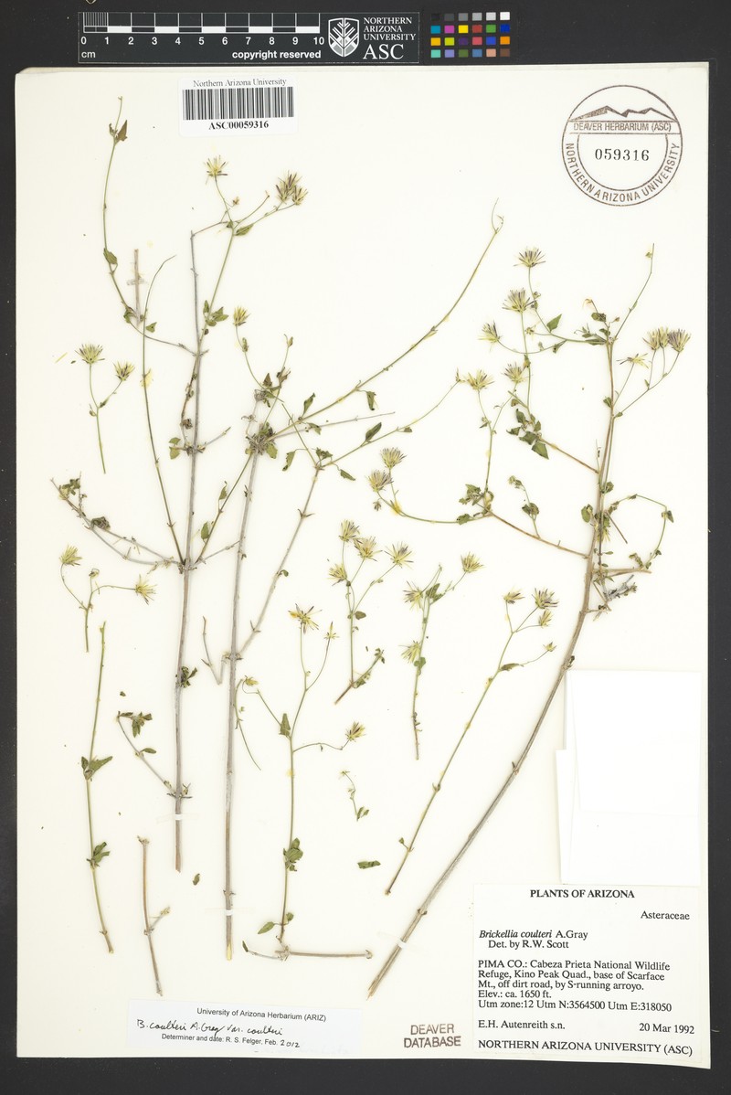 Brickellia coulteri var. coulteri photo 2