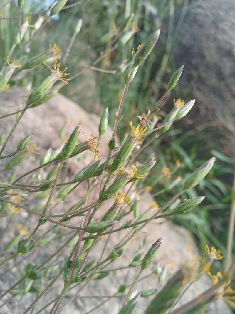 Brickellia cuspidata photo 2