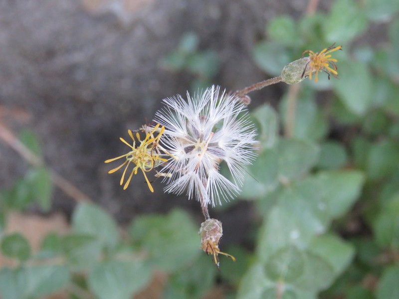 Brickellia cuspidata photo 3
