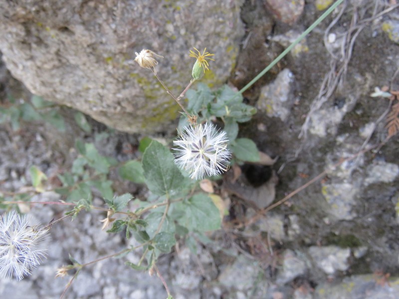 Brickellia cuspidata photo 4