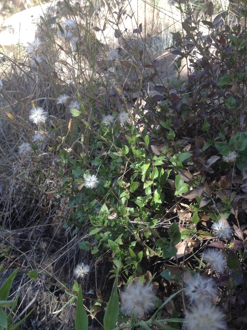 Brickellia cuspidata photo 5