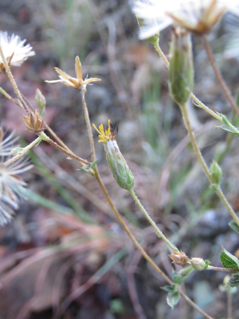Brickellia cuspidata photo 6