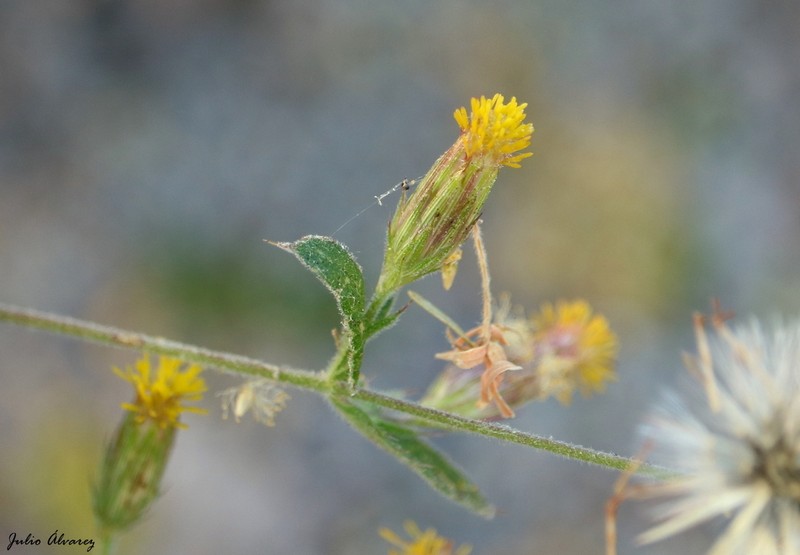 Brickellia cuspidata photo 7