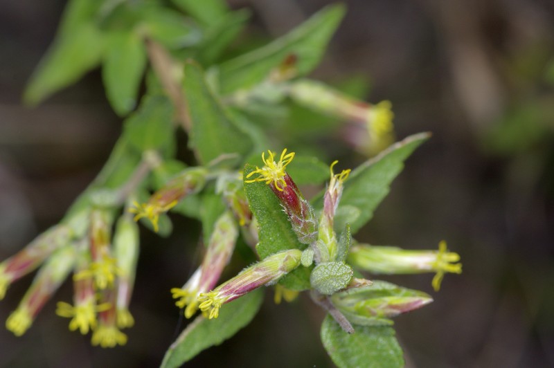 Gravelbar Brickellbush