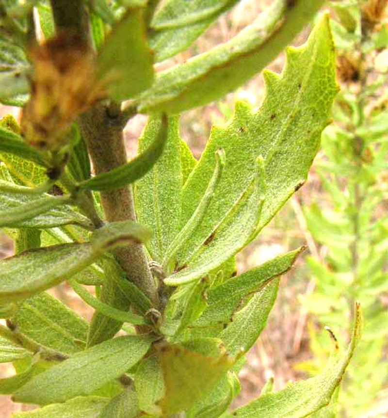 Leafy Brickellbush photo 3