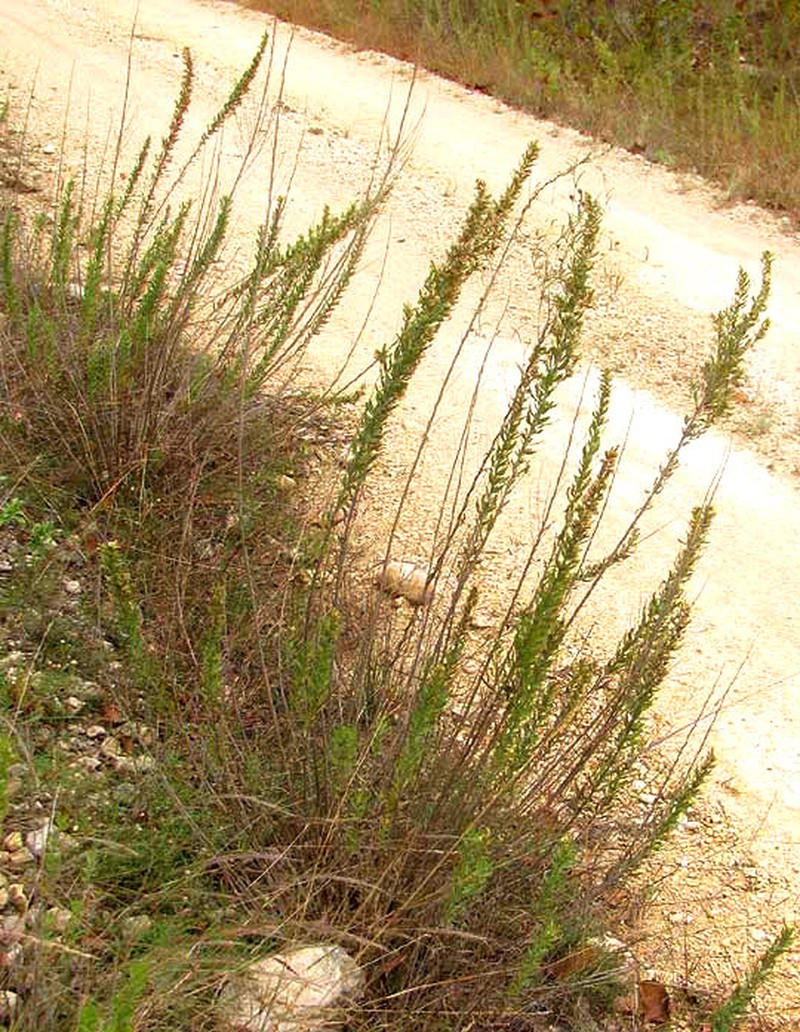Leafy Brickellbush photo 4