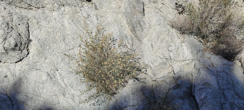 Desert Brickellbush photo 2
