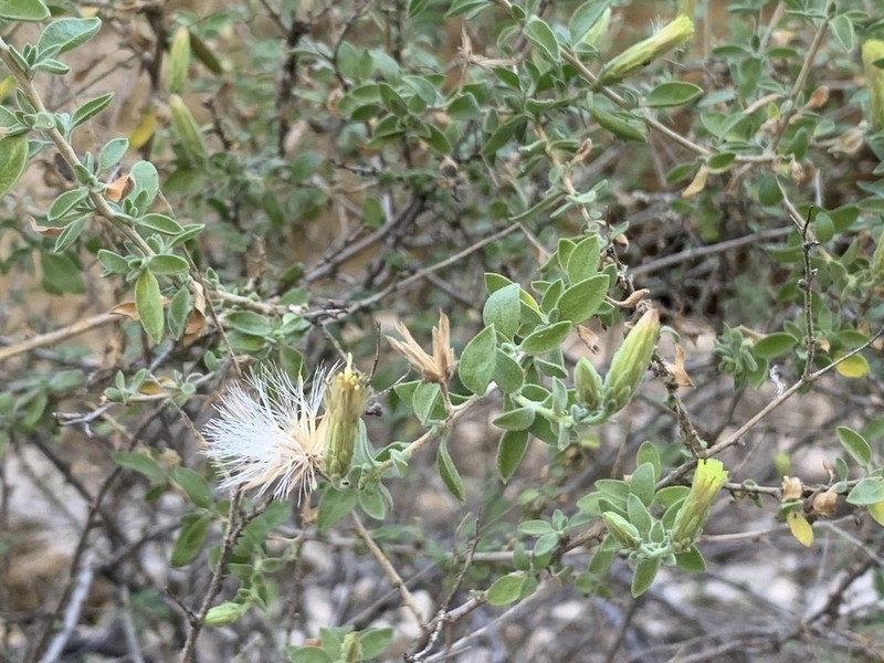 Desert Brickellbush photo 4