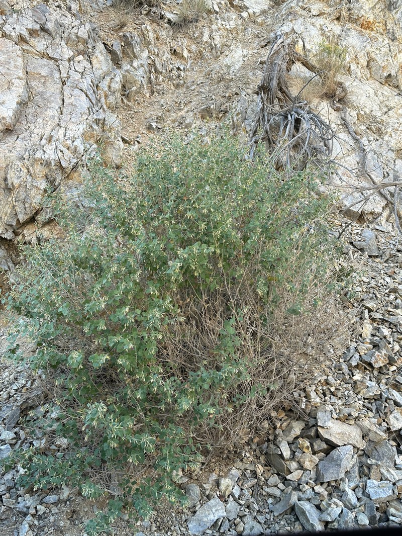 Desert Brickellbush photo 6