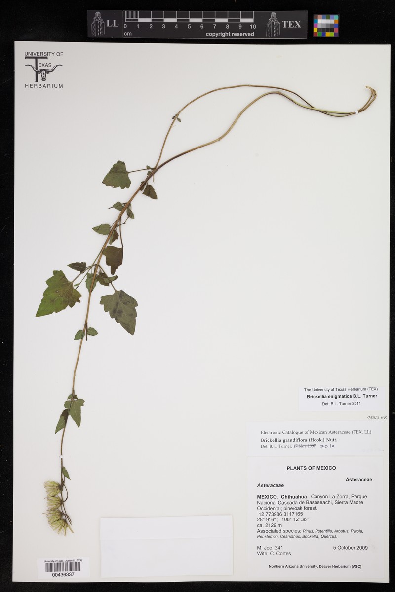 Brickellia enigmatica