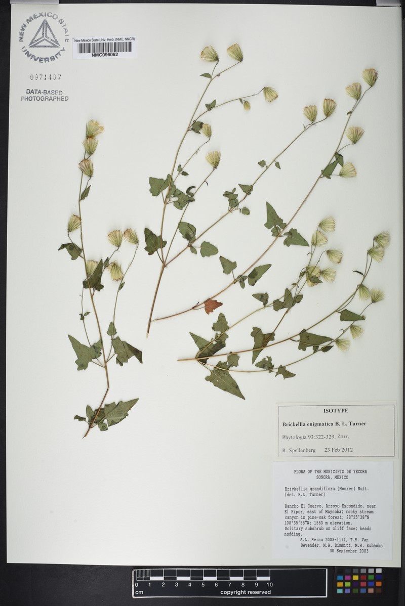 Brickellia enigmatica photo 2