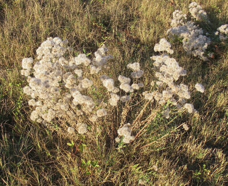 False Boneset photo 2