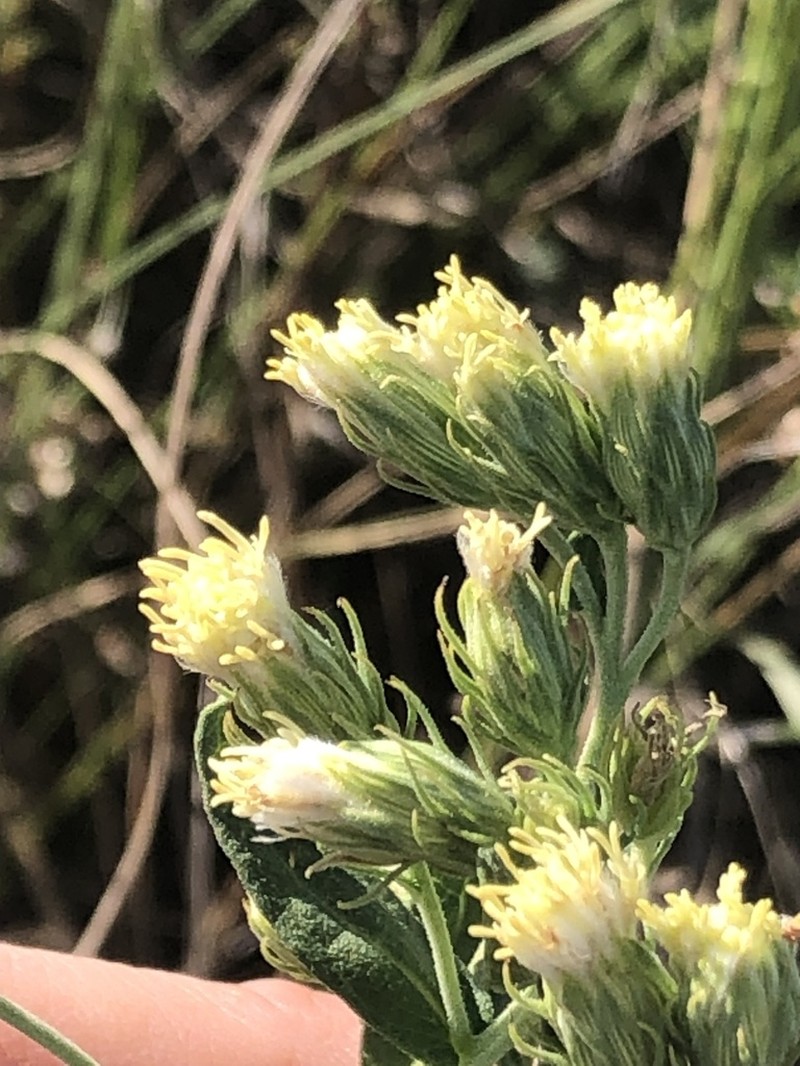 False Boneset photo 3