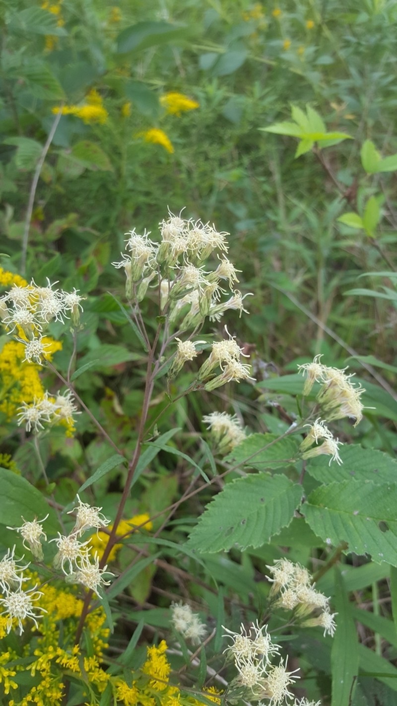 False Boneset photo 4