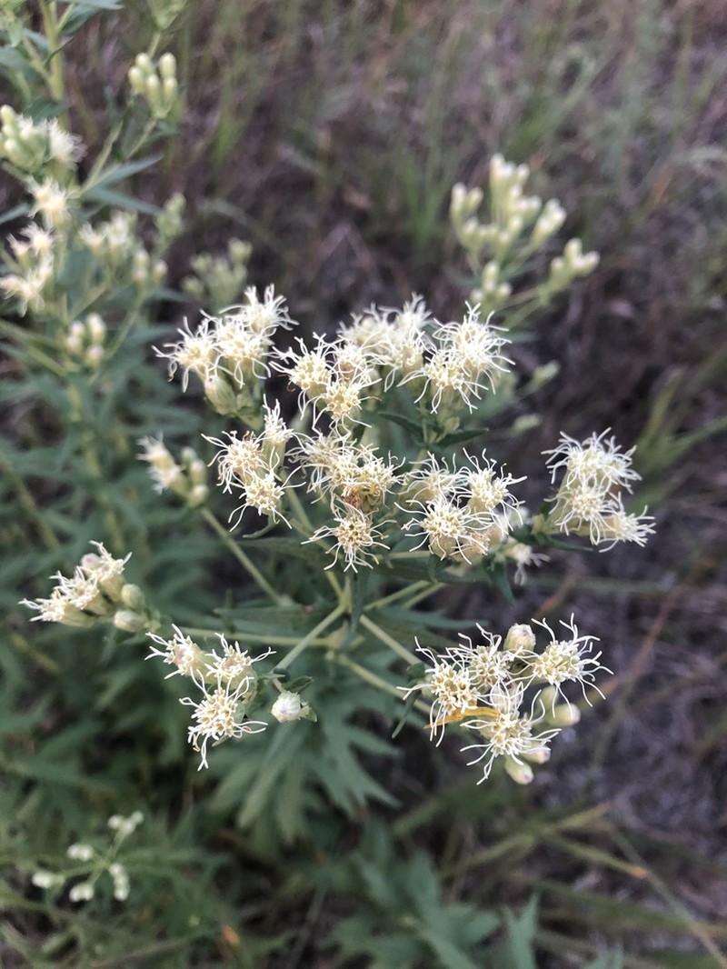 False Boneset photo 5