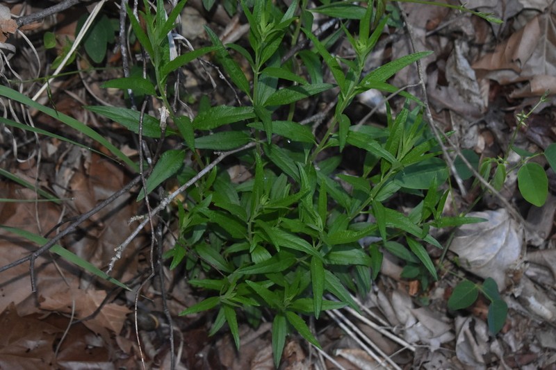 False Boneset photo 6