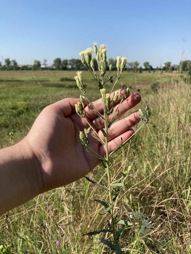 False Boneset photo 7