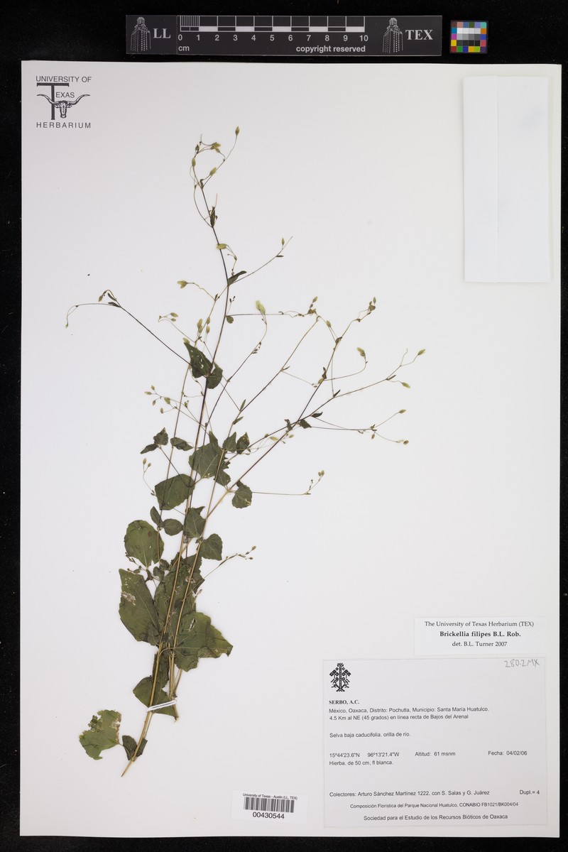 Brickellia filipes
