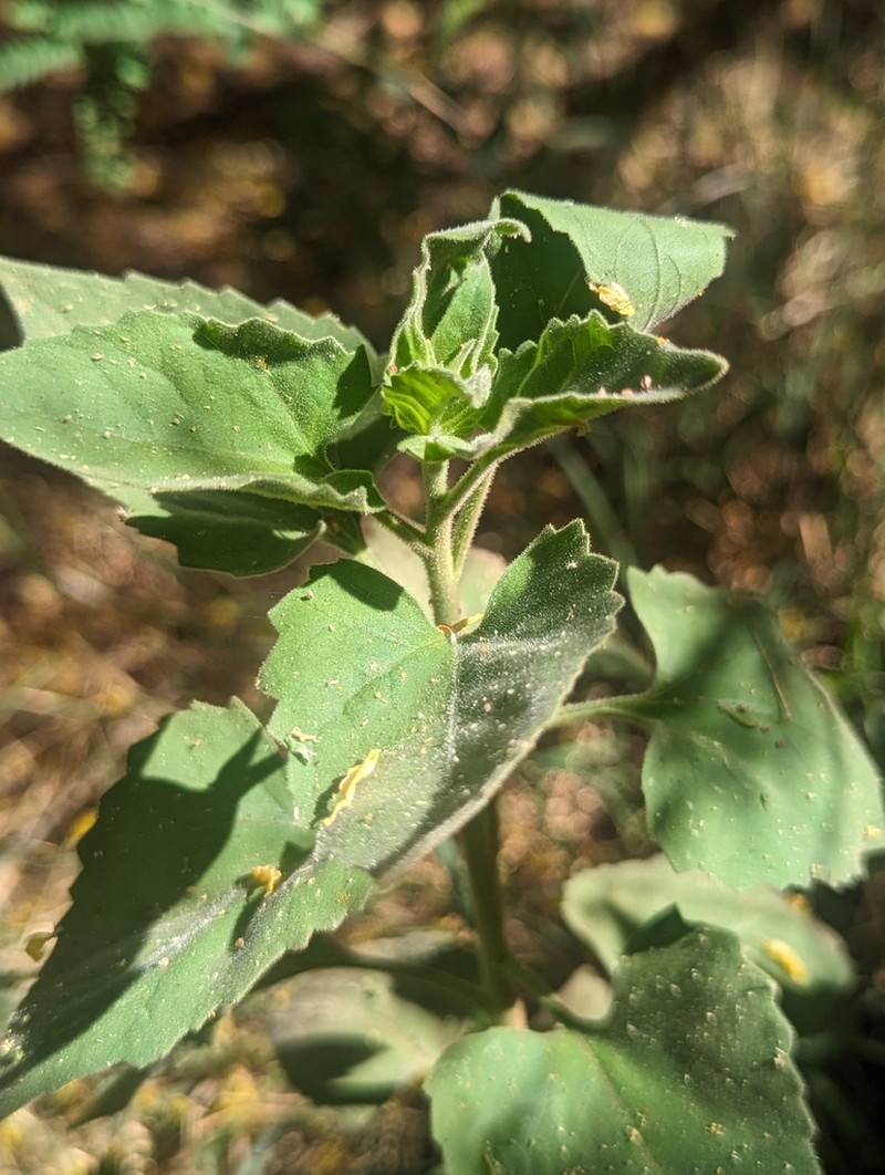Chihuahuan Brickellbush photo 2