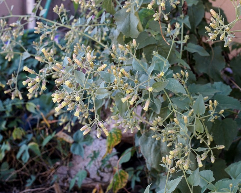 Chihuahuan Brickellbush photo 3