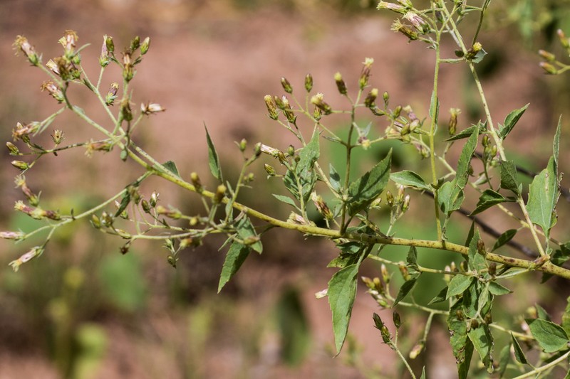 Chihuahuan Brickellbush photo 4