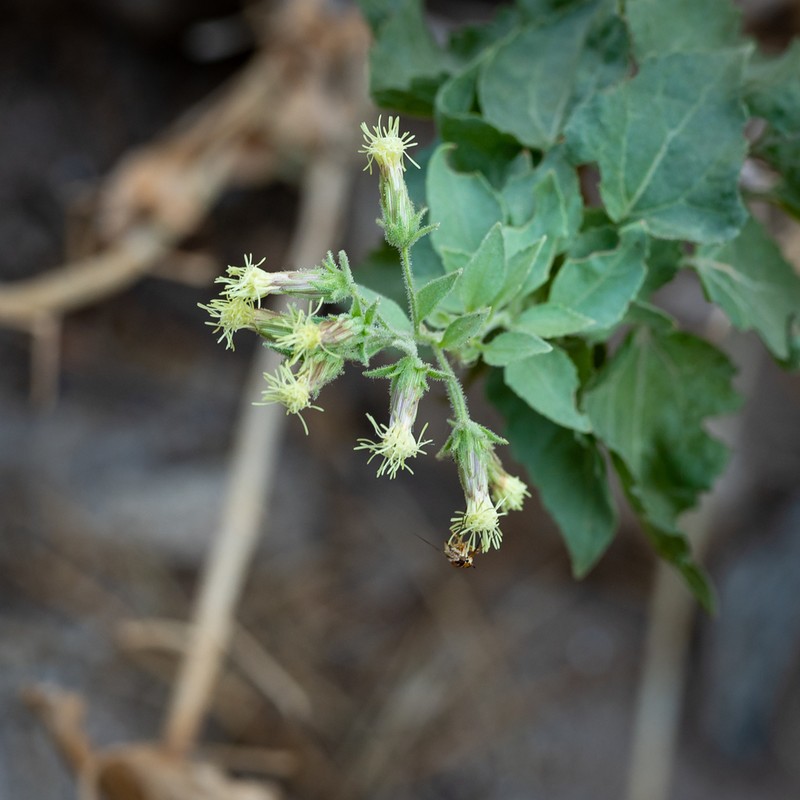 Chihuahuan Brickellbush photo 5