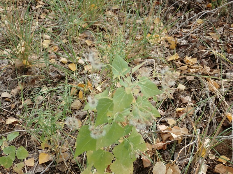 Chihuahuan Brickellbush photo 6