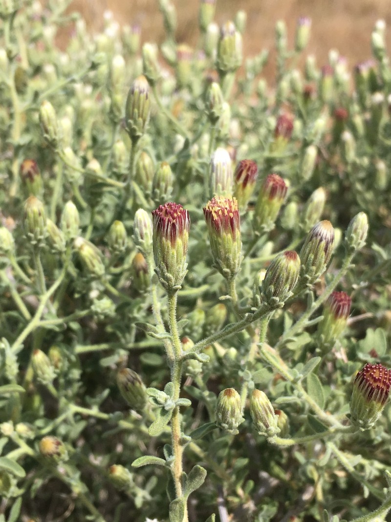 Shrubby Brickellbush