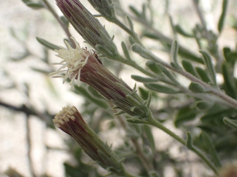 Shrubby Brickellbush