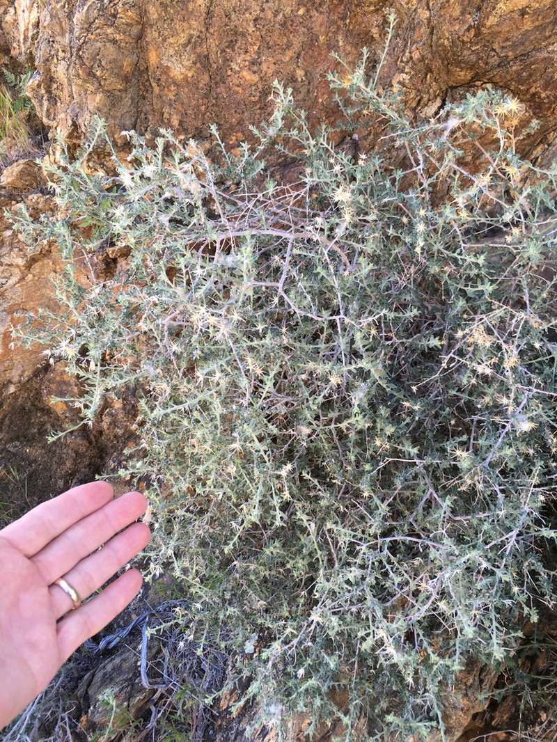 Shrubby Brickellbush photo 2