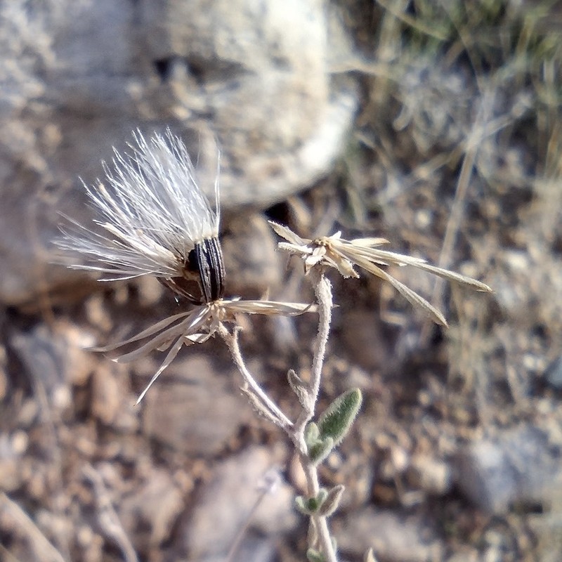 Shrubby Brickellbush photo 3