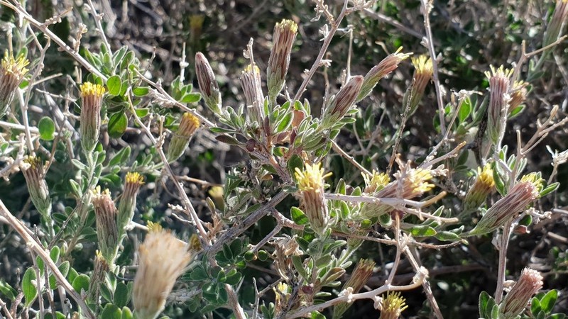 Shrubby Brickellbush photo 4