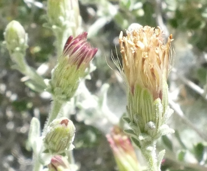 Shrubby Brickellbush photo 5