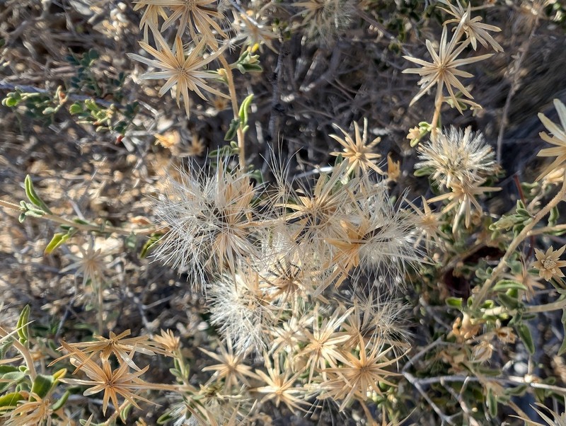 Shrubby Brickellbush photo 6
