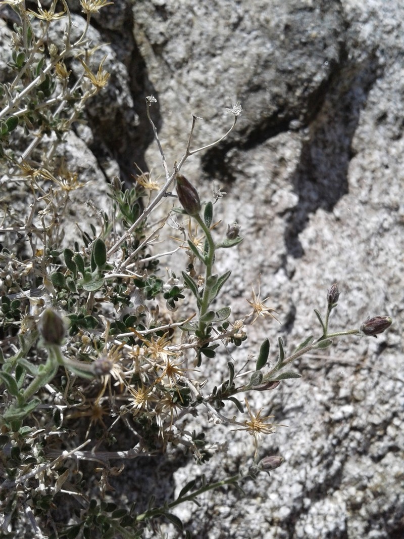 Shrubby Brickellbush photo 8