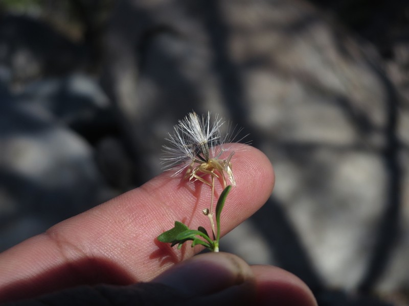 Brickellia glabrata