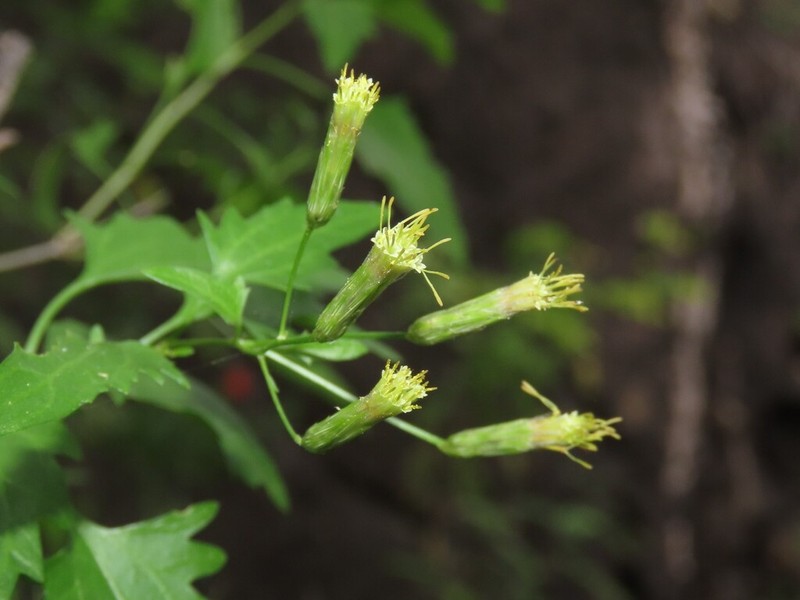 Brickellia glabrata photo 2