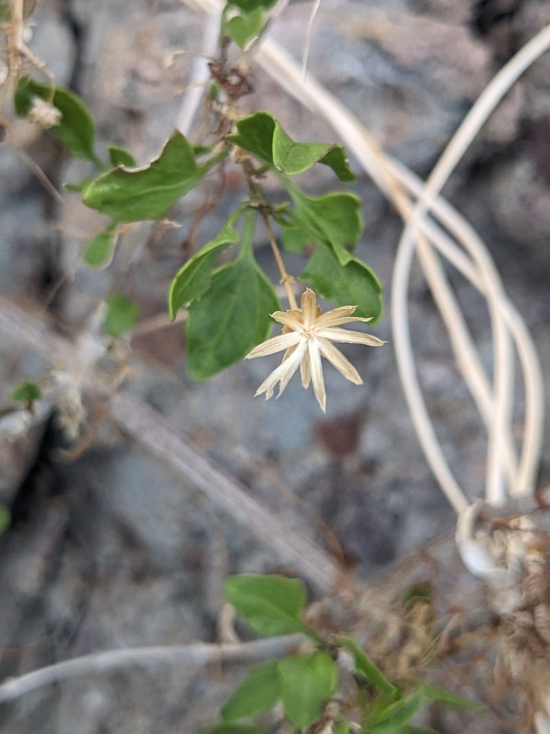 Brickellia glabrata photo 3