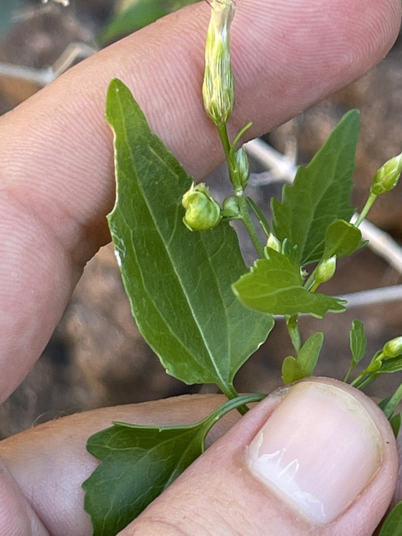 Brickellia glabrata photo 4