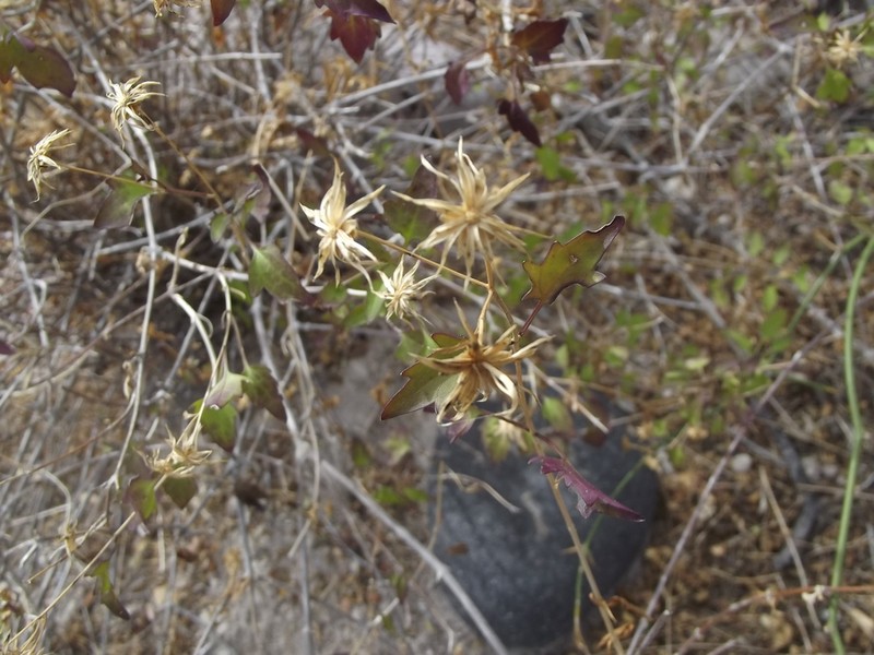 Brickellia glabrata photo 5