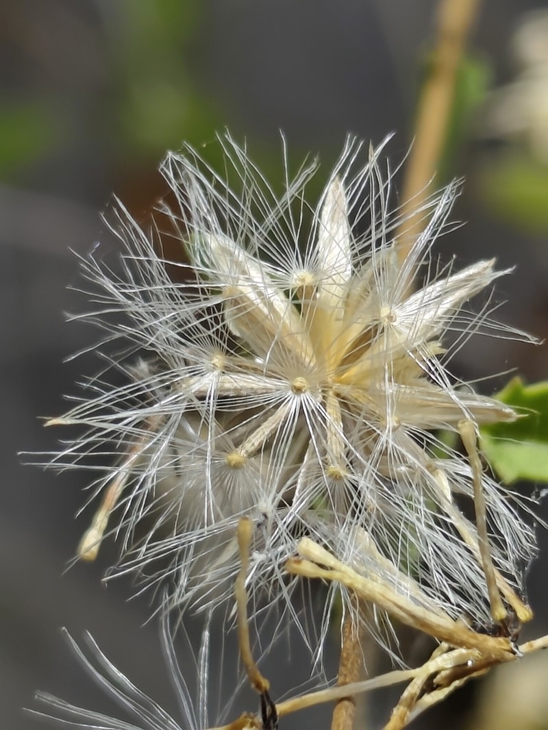 Brickellia glabrata photo 6